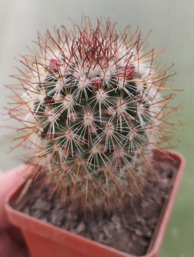 Mammillaria magniphica