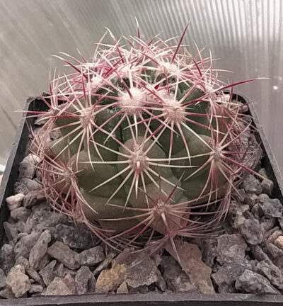 Thelocactus bicolor