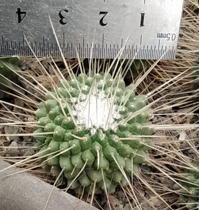 Mammillaria spinosissima cv. UNPICO