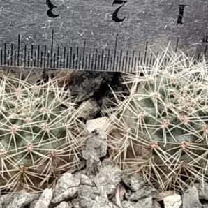 Rebutia steinmannii MN 468