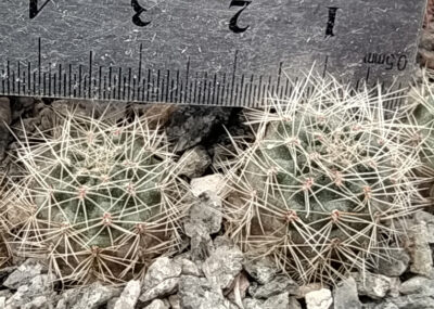 Rebutia steinmannii MN 468