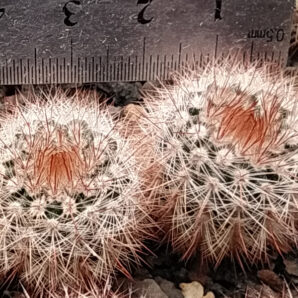 Notocactus shlosseri