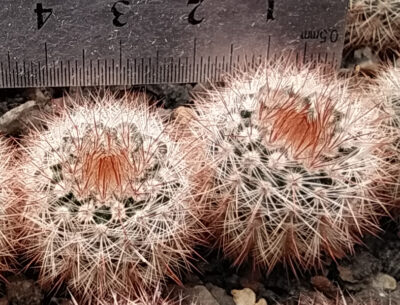 Notocactus shlosseri