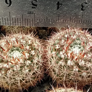 Notocactus mueller-melchersii
