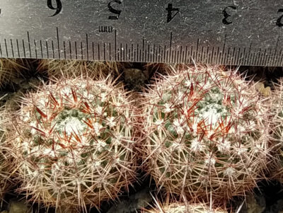 Notocactus mueller-melchersii