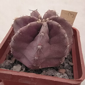 Echinocereus subinermis | 29