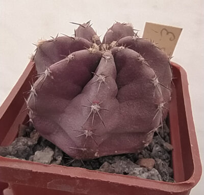 Echinocereus subinermis