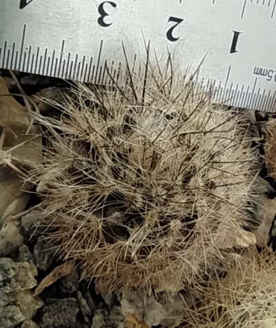 Neoporteria villosa KK51 - Зображення 2