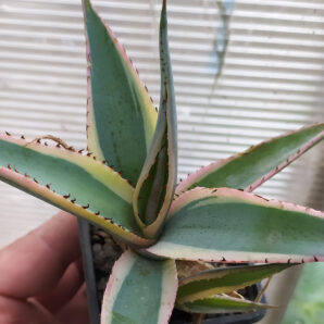 Agave guiengola ‘Crème Brulee’ | 6