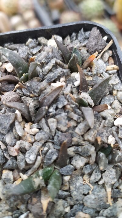 Ariocarpus retusus SB68