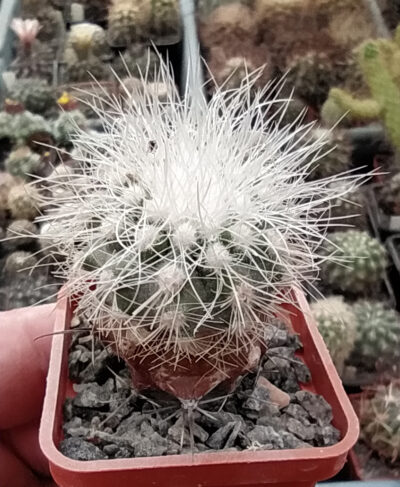 Copiapoa krainziana