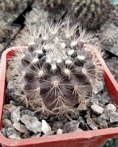 Neoporteria villosa KK51 - Зображення 2