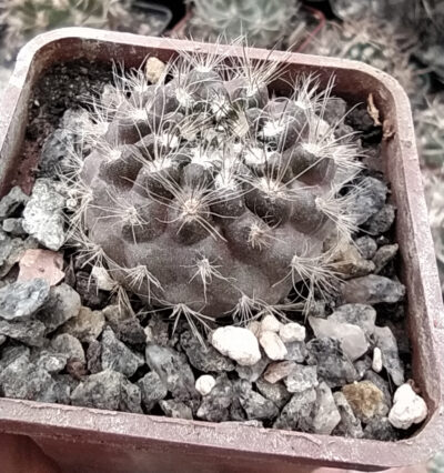 Neoporteria villosa KK51 - Зображення 2