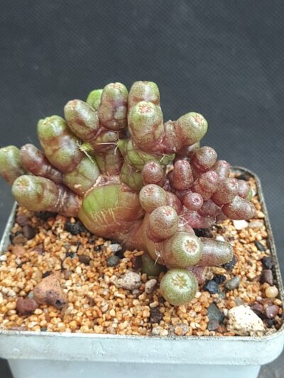 Mammillaria Bocasana Fred