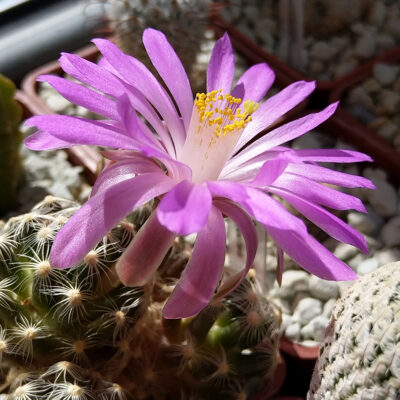 Mammillaria roczekii