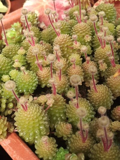 Monanthes polyphylla - Зображення 2