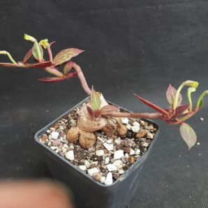 Monadenium stolonferum | 66