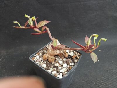 Monadenium stolonferum