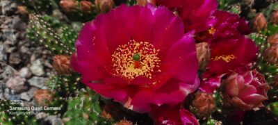 Opuntia fragilis cv. ''Freiberg'' (зимостійка садова опунція) - Зображення 2