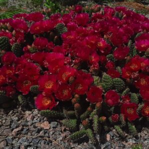 Opuntia fragilis cv. ''Freiberg'' (зимостійка садова опунція) | 63