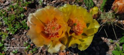Opuntia macrorhiza (зимостійка садова опунція) - Зображення 3
