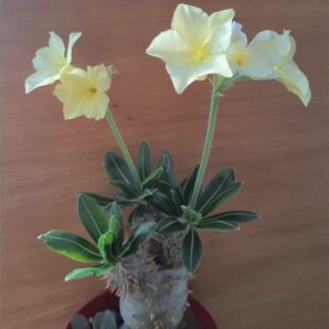 Pachypodium horombense | 78