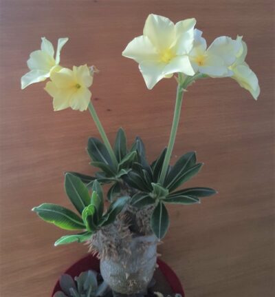 Pachypodium horombense