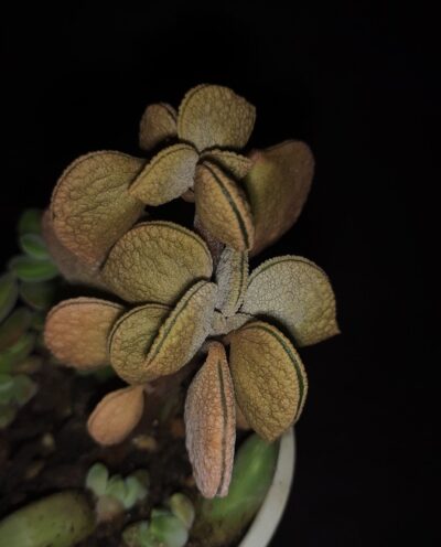 Peperomia hutchisonii