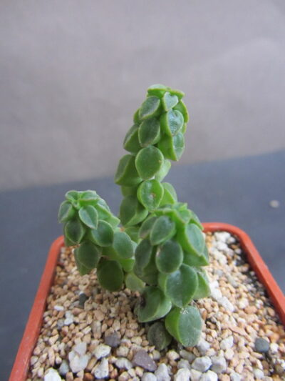 Peperomia columella