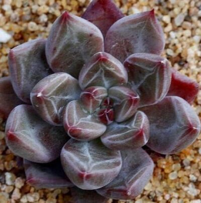 Echeveria agavoides "PSYCHE" - Зображення 4