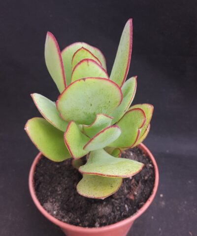 Crassula ovata