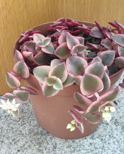 Crassula pellucida variegata