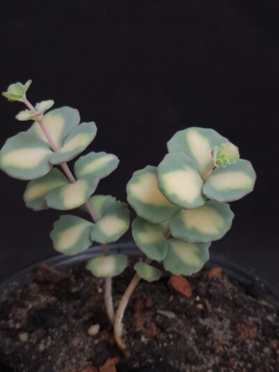 Sedum sieboldii variegata - Зображення 2
