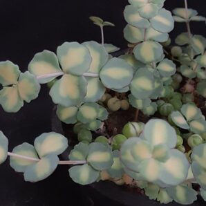 Sedum sieboldii variegata