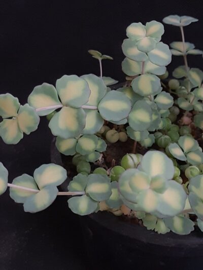Sedum sieboldii variegata