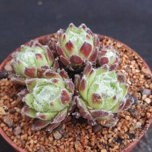 Sempervivum arachnoideum mini | 92