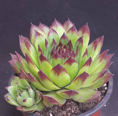 Sempervivum tectorum