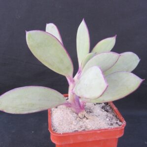Senecio crasissimus