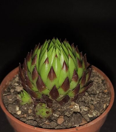 Jovibarba sobolifera
