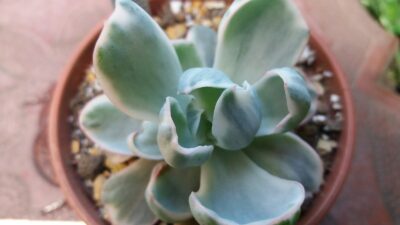 Echeveria "Berkeley Light" variegated - Зображення 2