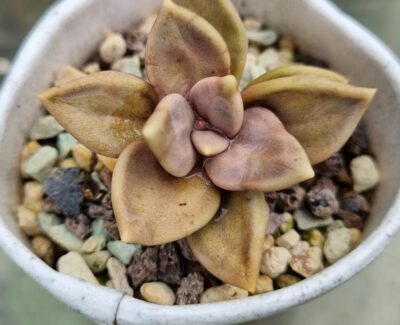 Echeveria "Xichuensis" - Зображення 2