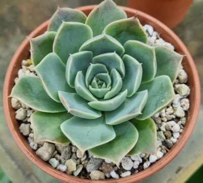 Echeveria "SANTARINA" - Зображення 2