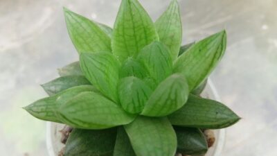 HAWORTHIA COOPERI "ROCKS"
