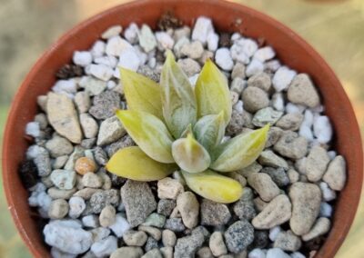Echeveria agavoides "Tolimanensis"
