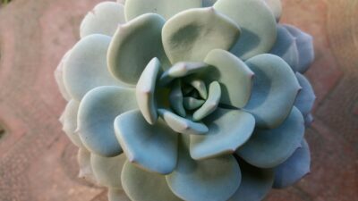 ECHEVERIA "ICE PURPLE" - Зображення 2