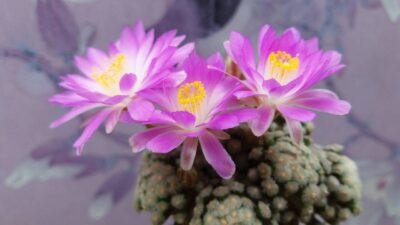 MAMMILLARIA "THERESAE" - Зображення 3