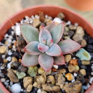 Echeveria agavoides "PSYCHE"