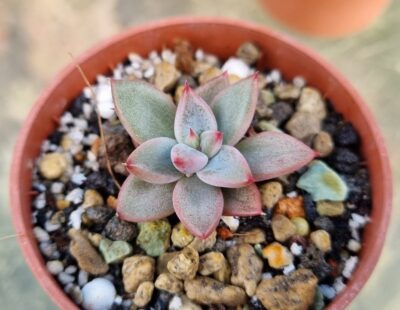 Echeveria agavoides "PSYCHE"