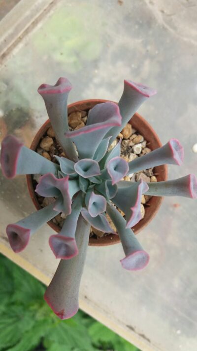 Echeveria "Trumpet Pinky" - Зображення 2