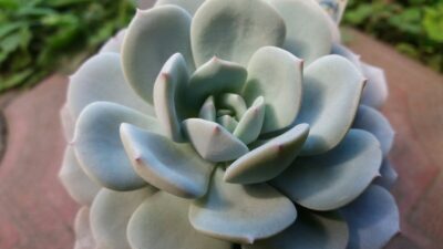 ECHEVERIA "ICE PURPLE"